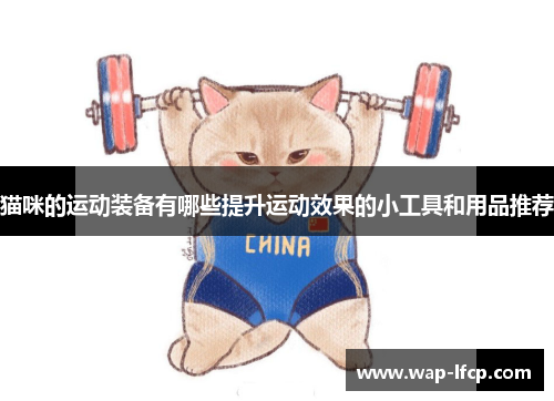 猫咪的运动装备有哪些提升运动效果的小工具和用品推荐